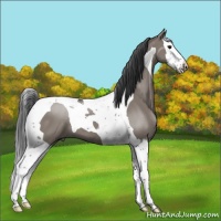 Horse Color:Grullo Splash Tobiano