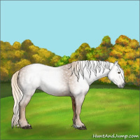 Horse Color:Gray Palomino 
