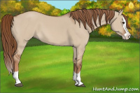 Horse Color:Red Dun Splash 