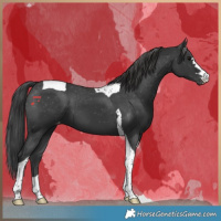 Horse Color:Black Tobiano Appaloosa 