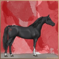 Horse Color:Black Tobiano 