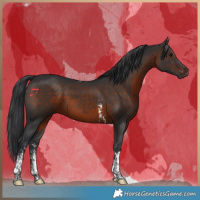 Horse Color:Brown Sabino Tobiano