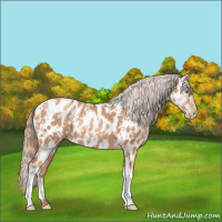 Horse Color:Gold Champagne Appaloosa  and Gold Champagne Appaloosa 
