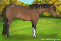 Horse Color:Buckskin 