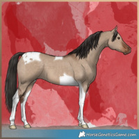 Horse Color:Liver Red Dun Tobiano 