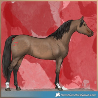 Horse Color:Liver Red Dun 