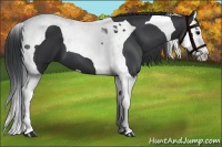 Horse Color:Black Splash Tobiano 