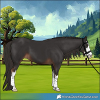 Horse Color:White Spotted Liver Chestnut 