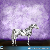 Horse Color:Black Sabino Appaloosa Rabicano 