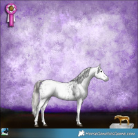 Horse Color:Gray Black Sabino Blanket Rabicano 