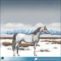Horse Color:Blue Roan Snowcap Rabicano