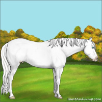 Horse Color:Perlino Appaloosa 