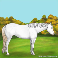 Horse Color:White Spotted Buckskin Appaloosa