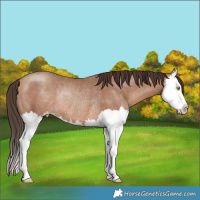 Horse Color:Amber Champagne Splash Rabicano 