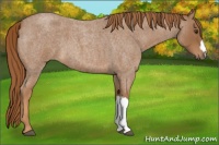 Horse Color:Red Roan 