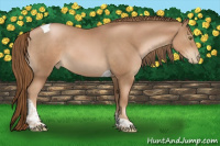 Horse Color:Liver Chestnut Pearl Tobiano 