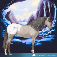 Horse Color:Liver Red Dun Appaloosa Brindle 