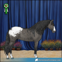 Horse Color:Grullo Appaloosa Brindle 