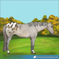 Horse Color:Buckskin Dun Appaloosa Brindle 