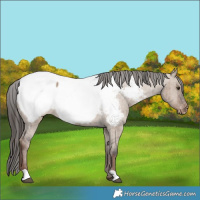 Horse Color:Liver Red Dun Snowcap Brindle 