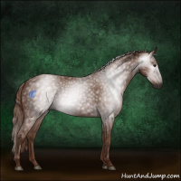 Horse Color:Gray Chestnut 