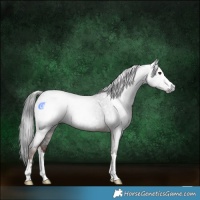 Horse Color:Gray Liver Red Roan 