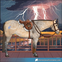 Horse Color:Buckskin Ice Roan 