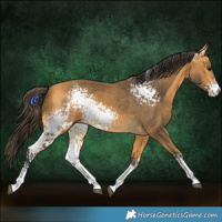 Horse Color:White Spotted Buckskin 