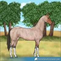 Horse Color:White Spotted Bay Roan