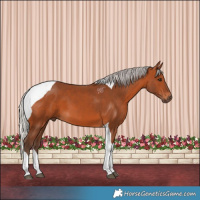 Horse Color:Silver Bay Tobiano
