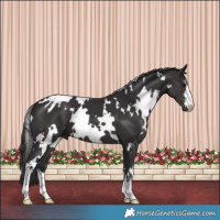 Horse Color:White Spotted Smoky Black