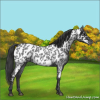 Horse Color:Blue Roan Near Leopard