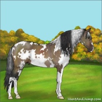 Horse Color:White Spotted Brown Dun