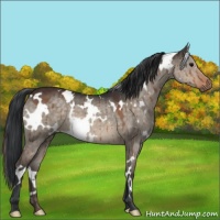Horse Color:White Spotted Brown Dun Brindle 