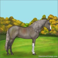 Horse Color:Silver Grullo 