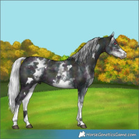 Horse Color:White Spotted Midnight Silver Grullo Chinchilla 