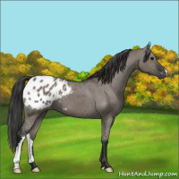 Horse Color:Gray Grullo Appaloosa 