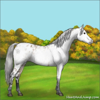 Horse Color:Gray Bay Dun Appaloosa 