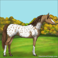 Horse Color:Gray Red Dun Appaloosa 