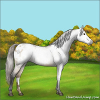 Horse Color:Gray Buckskin Dun Appaloosa 