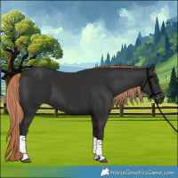 Horse Color:White Spotted Liver Chestnut Tobiano 