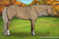 Horse Color:White Spotted Chocolate Palomino Dun 