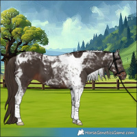 Horse Color:Liver Chestnut Tobiano 