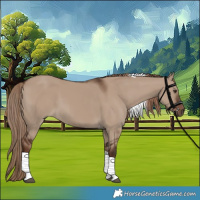 Horse Color:Liver Red Dun Tobiano 