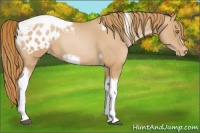 Horse Color:Red Roan Pearl Tobiano Frame Appaloosa 