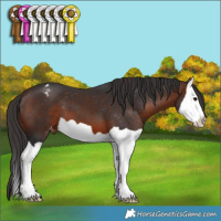 Horse Color:Brown Splash Appaloosa 