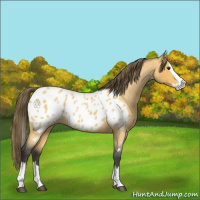 Horse Color:Buckskin Roan Splash Appaloosa