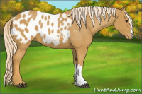 Horse Color:Palomino Appaloosa 