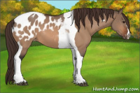 Horse Color:Brown Dun Tobiano Appaloosa 
