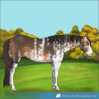 Horse Color:White Spotted Buckskin 